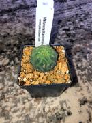 Planet Desert  Review